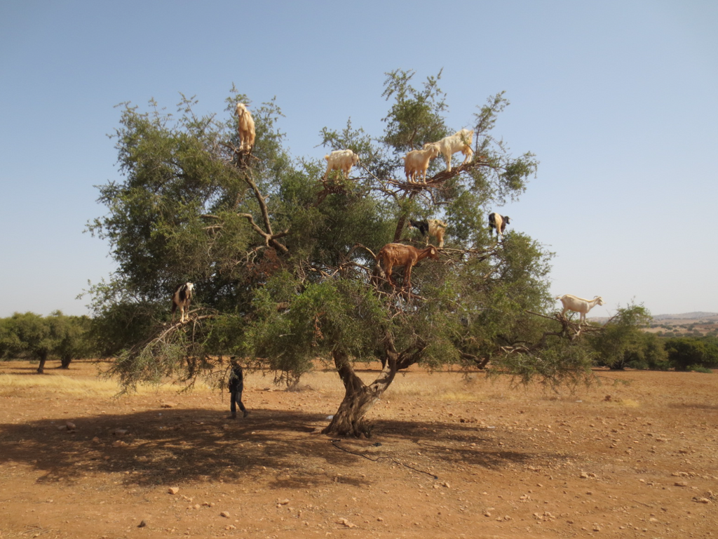 L'huile d'argan et l'environnement